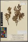 Foto von Salix waldsteiniana Willd.